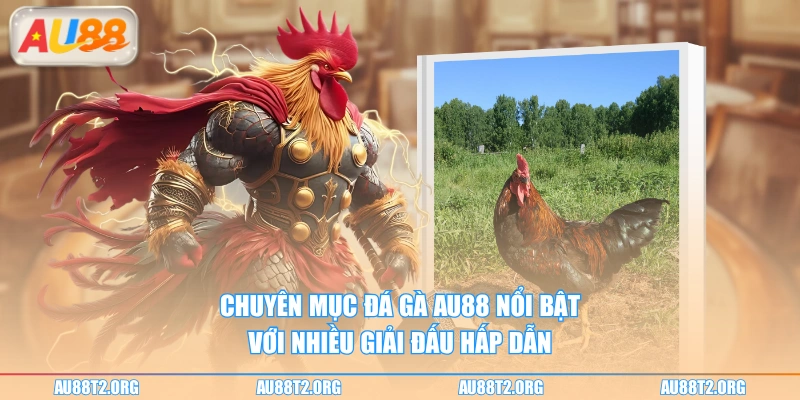 Chuyên mục đá gà AU88 nổi bật với nhiều giải đấu hấp dẫn 